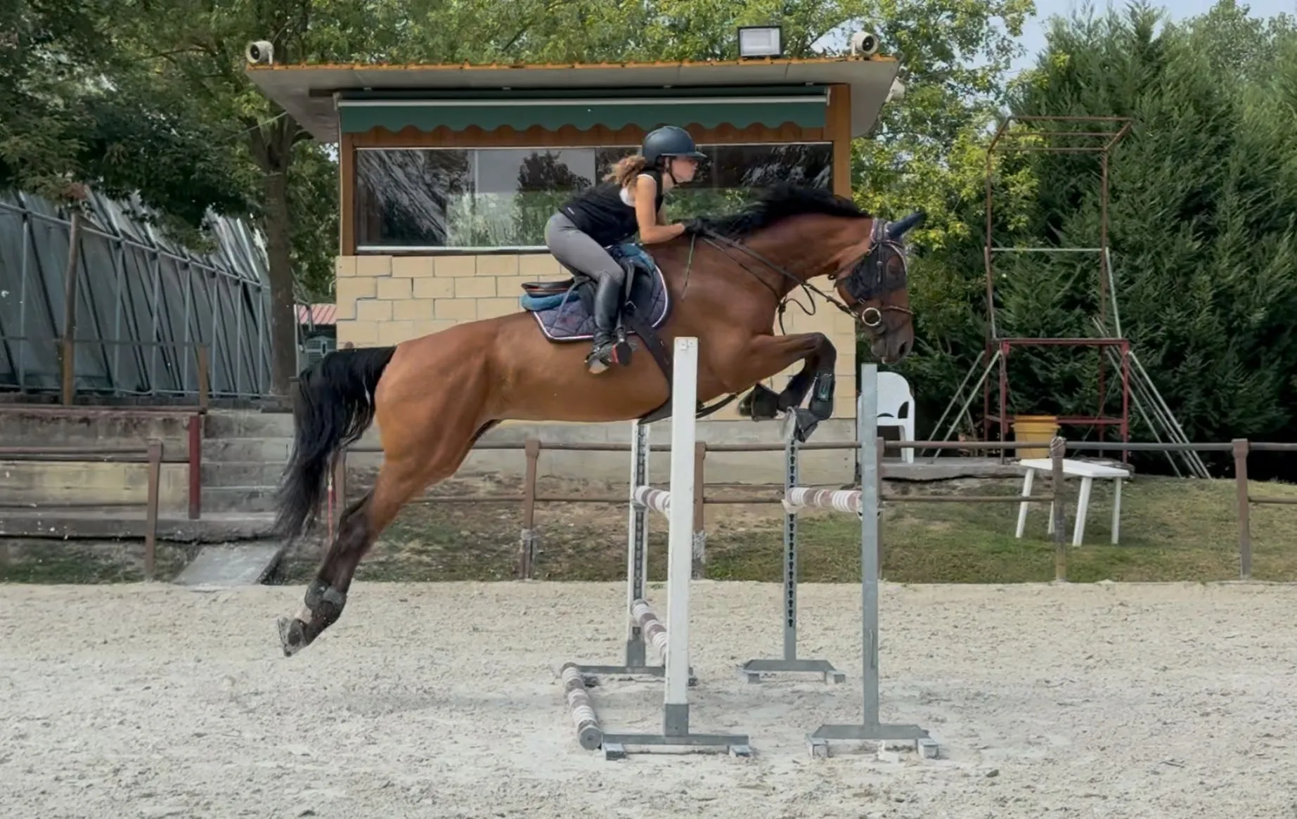 Show jumping — image 6